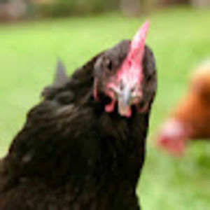 Meet your Posher, Patience